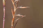 Little bluestem